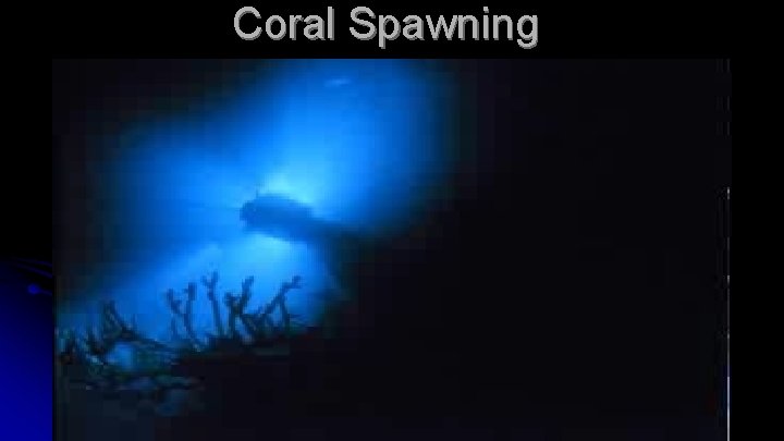 Coral Spawning 