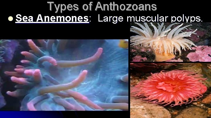 l Sea Types of Anthozoans Anemones: Large muscular polyps. 