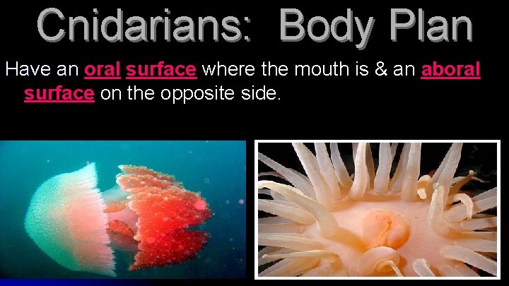 Cnidarians: Body Plan Have an oral surface where the mouth is & an aboral
