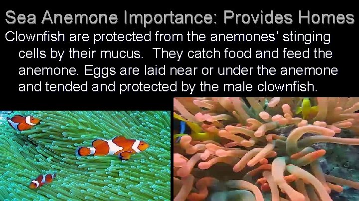 Sea Anemone Importance: Provides Homes Clownfish are protected from the anemones’ stinging cells by