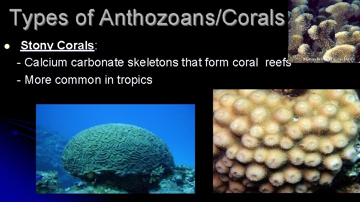Types of Anthozoans/Corals l Stony Corals: - Calcium carbonate skeletons that form coral reefs