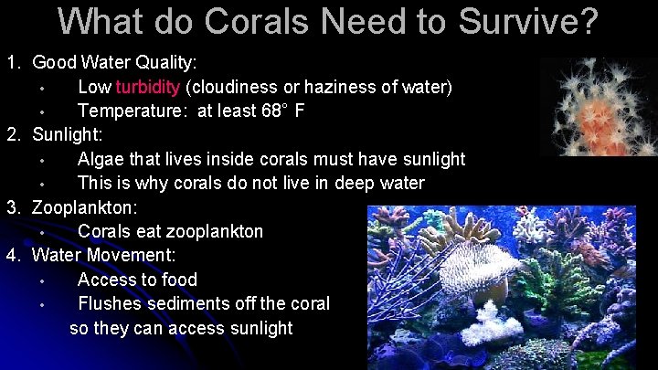 What do Corals Need to Survive? 1. Good Water Quality: • Low turbidity (cloudiness