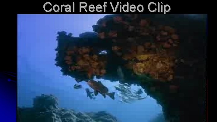Coral Reef Video Clip 