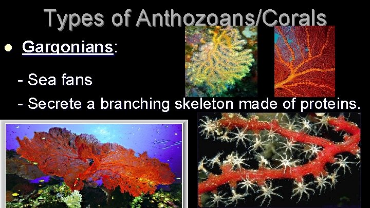 Types of Anthozoans/Corals l Gargonians: - Sea fans - Secrete a branching skeleton made