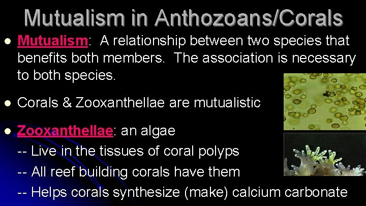 Mutualism in Anthozoans/Corals l Mutualism: A relationship between two species that benefits both members.