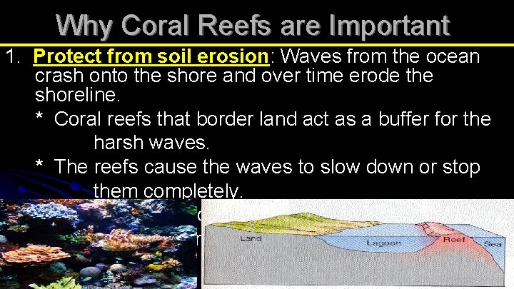Why Coral Reefs are Important 1. Protect from soil erosion: Waves from the ocean