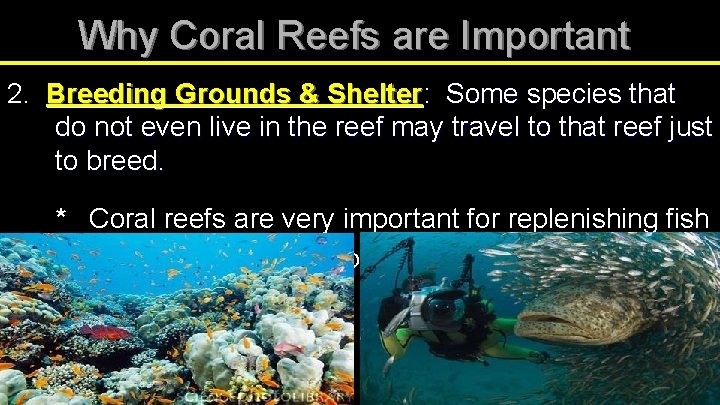 Why Coral Reefs are Important 2. Breeding Grounds & Shelter: Some species that do
