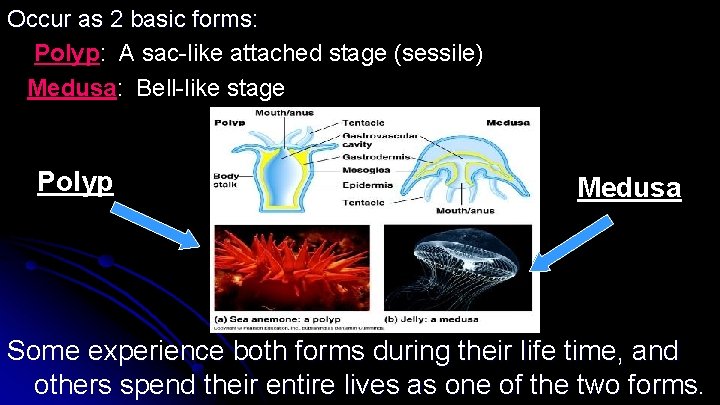 Occur as 2 basic forms: Polyp: A sac-like attached stage (sessile) Medusa: Bell-like stage