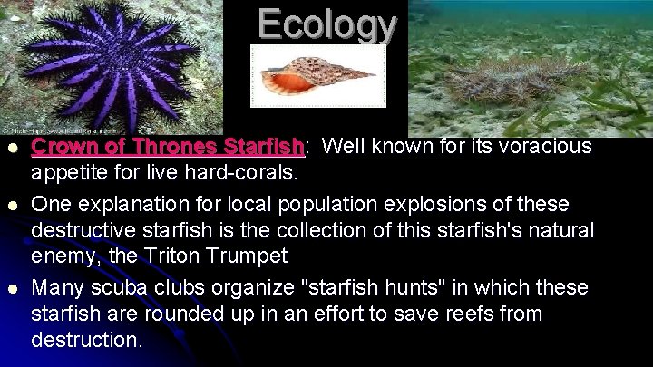 Ecology l l l Crown of Thrones Starfish: Well known for its voracious appetite