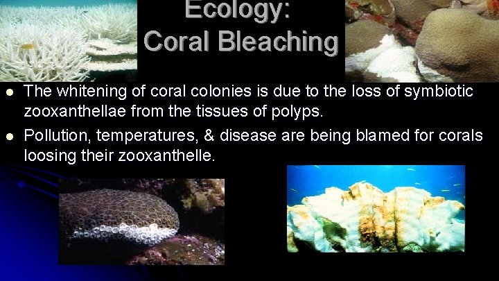Ecology: Coral Bleaching l l The whitening of coral colonies is due to the