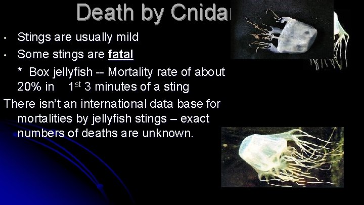 Death by Cnidarians Stings are usually mild • Some stings are fatal * Box