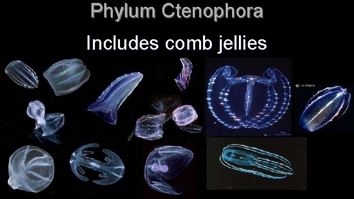 Phylum Ctenophora Includes comb jellies 