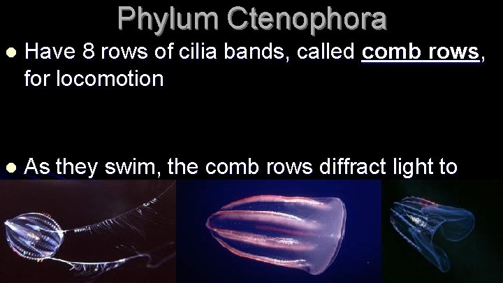 Phylum Ctenophora l Have 8 rows of cilia bands, called comb rows, for locomotion