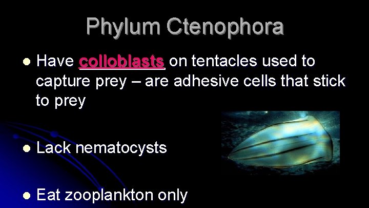 Phylum Ctenophora l Have colloblasts on tentacles used to capture prey – are adhesive