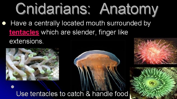 Cnidarians: Anatomy l Have a centrally located mouth surrounded by tentacles which are slender,