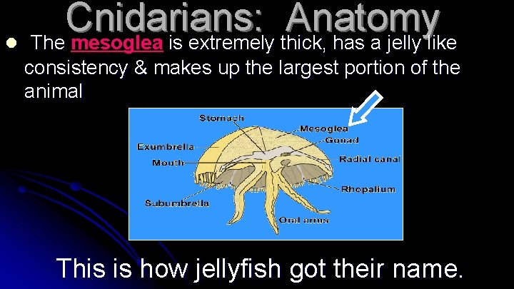 l Cnidarians: Anatomy The mesoglea is extremely thick, has a jelly like consistency &