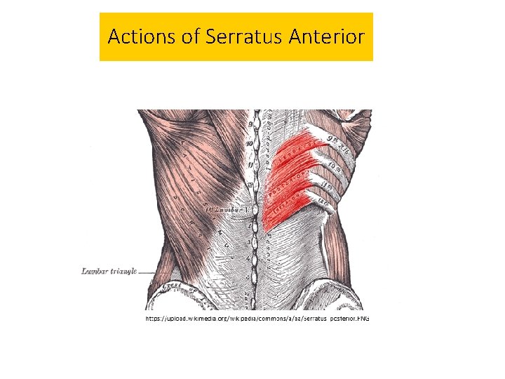 Actions of Serratus Anterior 