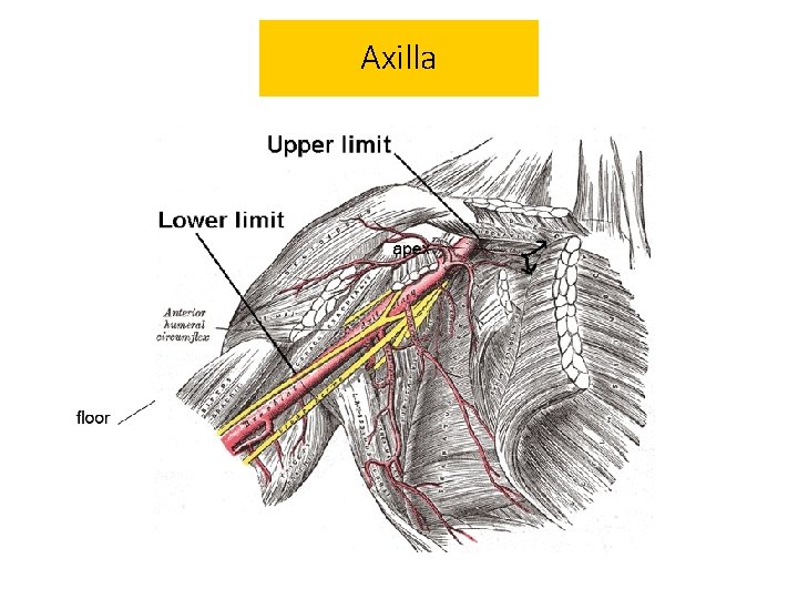 Axilla 