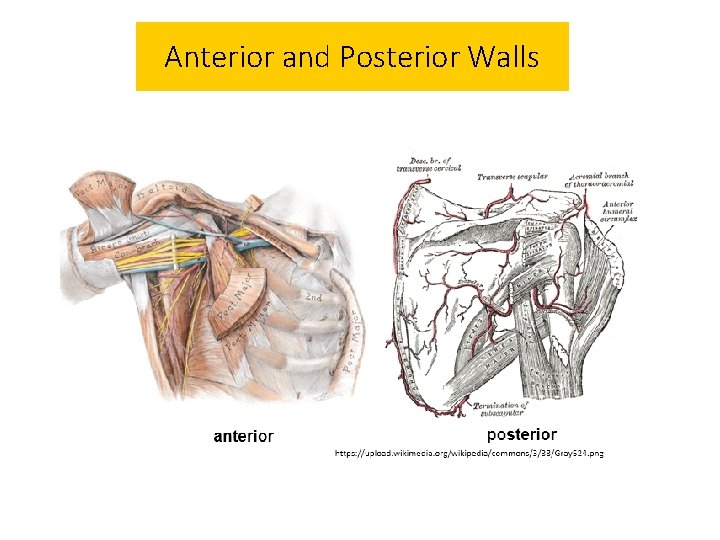 Anterior and Posterior Walls 