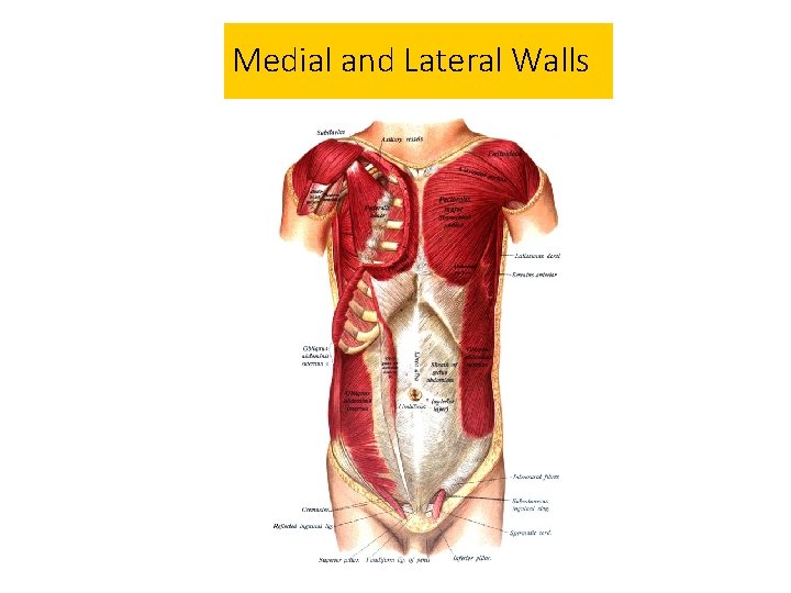 Medial and Lateral Walls 