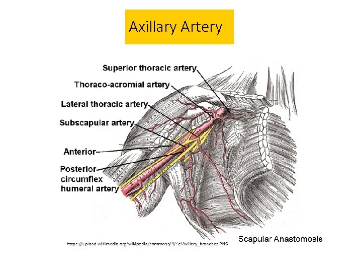 Axillary Artery 