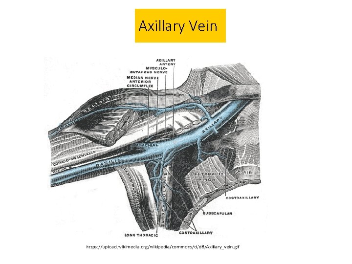 Axillary Vein 