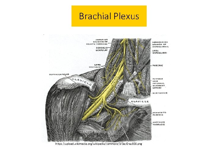 Brachial Plexus 