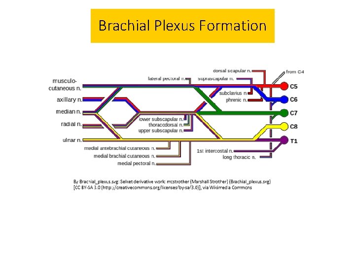 Brachial Plexus Formation 