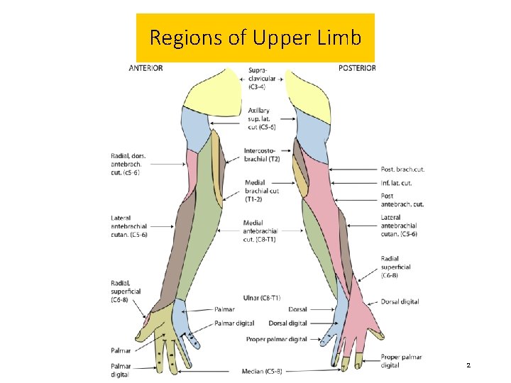 Module 2 Upper LimbPectoral Region and Axilla Regions