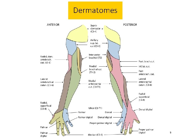 Dermatomes 3 