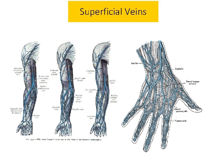 Superficial Veins 