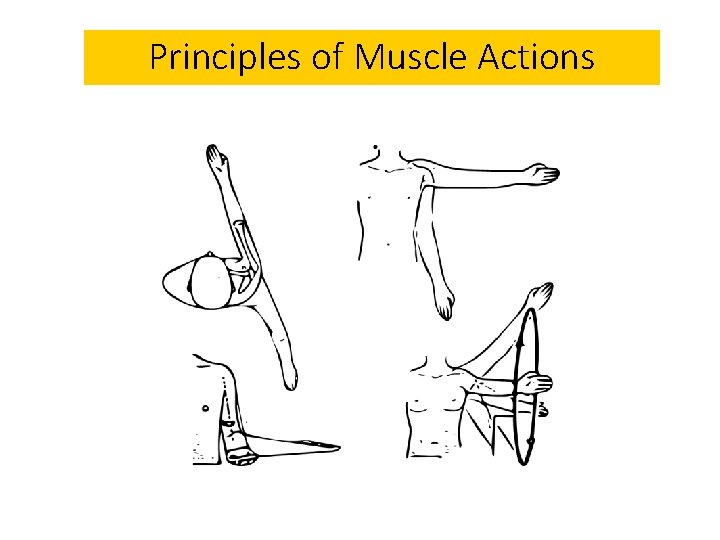 Principles of Muscle Actions 