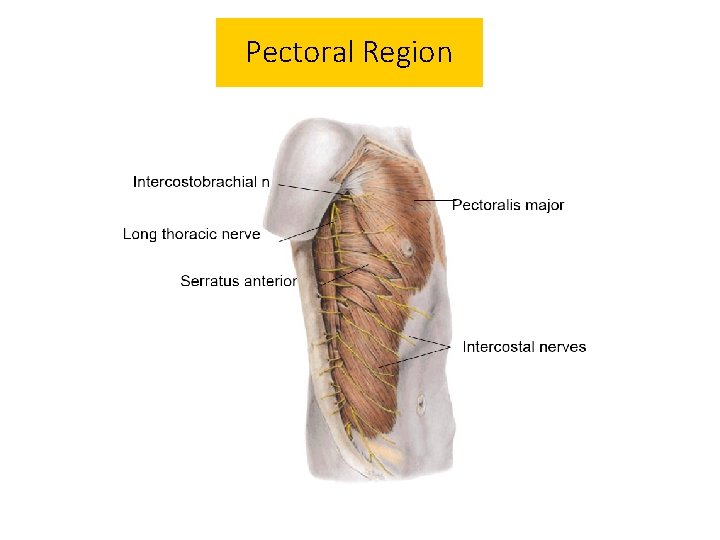 Pectoral Region 