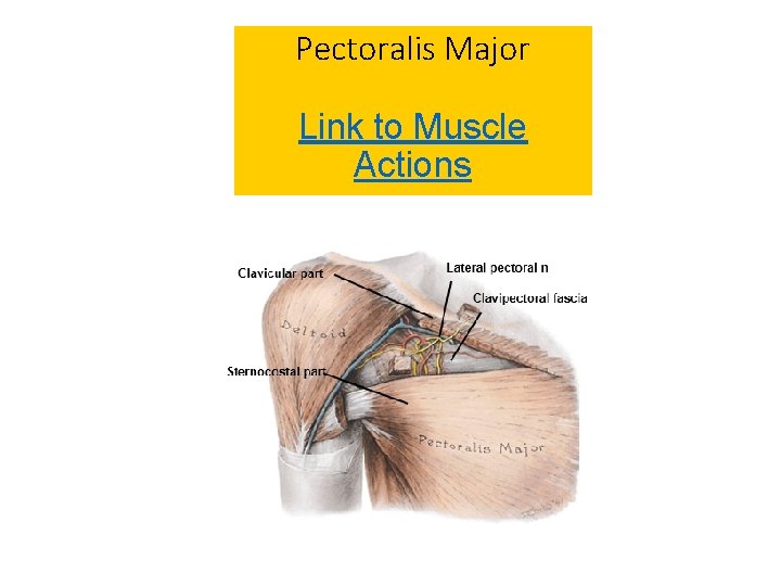 Pectoralis Major Link to Muscle Actions 