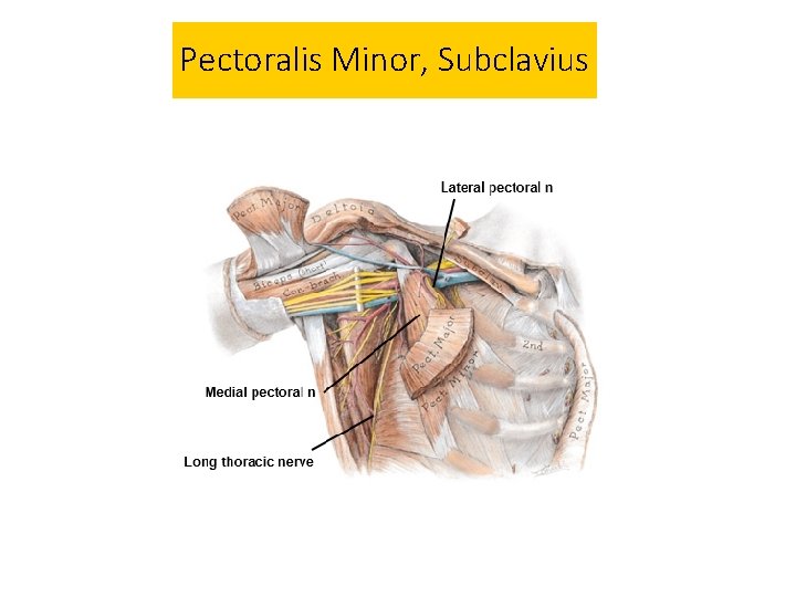 Pectoralis Minor, Subclavius 