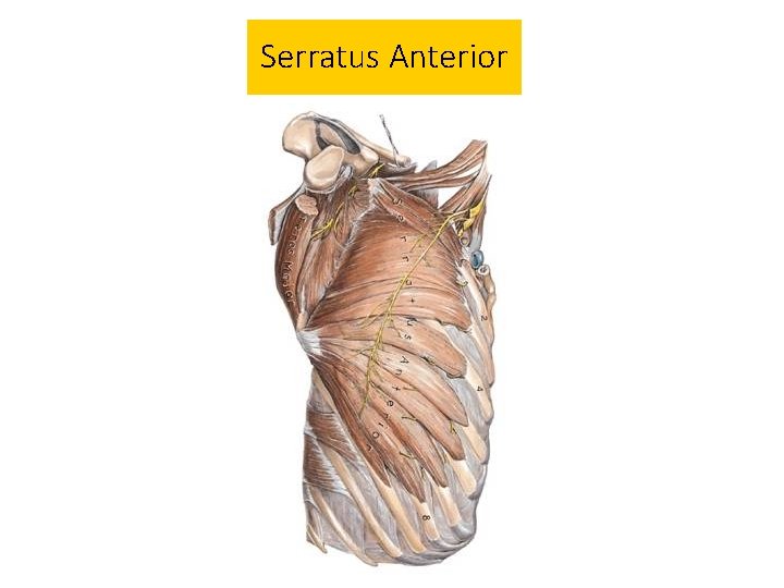 Serratus Anterior 