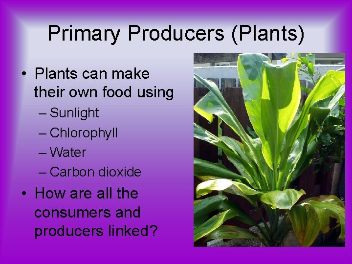 Primary Producers (Plants) • Plants can make their own food using – Sunlight –