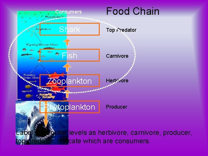Consumers Shark Food Chain Top Predator Fish Carnivore Zooplankton Herbivore Phytoplankton Producer Label the