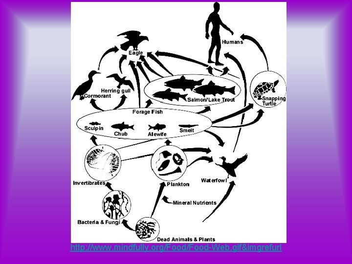 http: //www. mindfully. org/Food-Web. gif&imgrefurl 