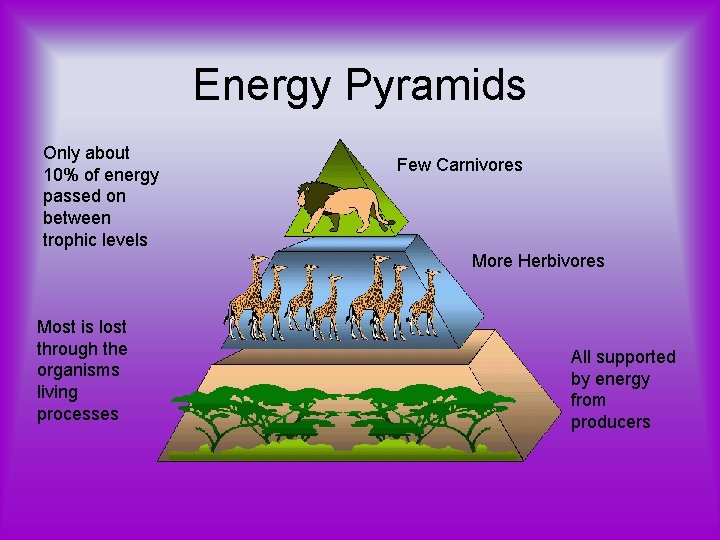 Energy Pyramids Only about 10% of energy passed on between trophic levels Few Carnivores