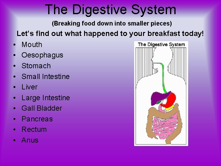 The Digestive System (Breaking food down into smaller pieces) Let’s find out what happened