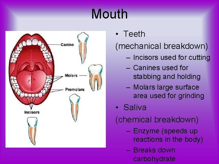 Mouth • Teeth (mechanical breakdown) – Incisors used for cutting – Canines used for