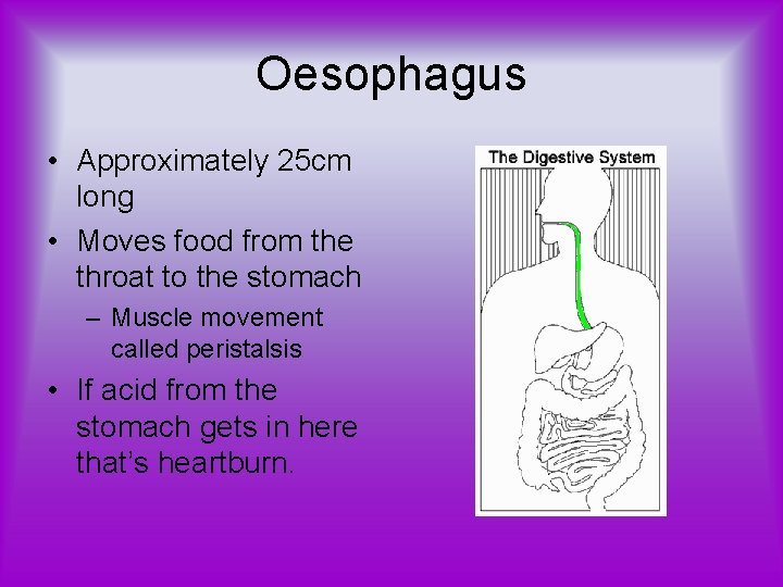 Oesophagus • Approximately 25 cm long • Moves food from the throat to the