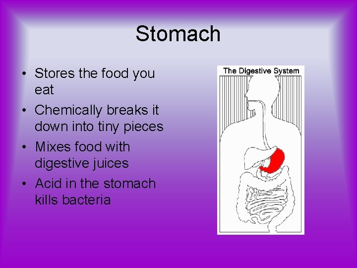 Stomach • Stores the food you eat • Chemically breaks it down into tiny