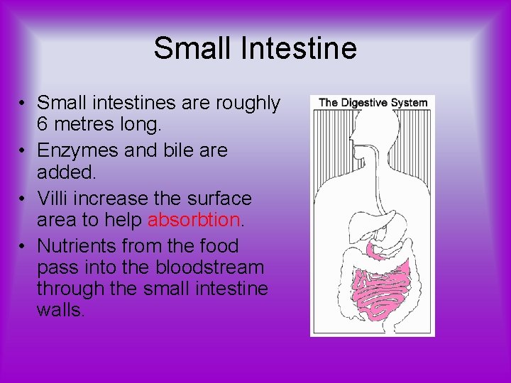 Small Intestine • Small intestines are roughly 6 metres long. • Enzymes and bile