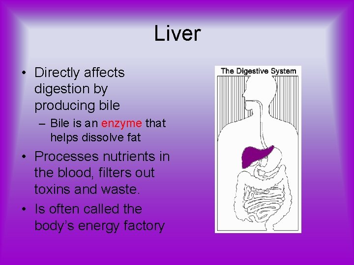 Liver • Directly affects digestion by producing bile – Bile is an enzyme that
