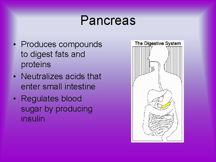 Pancreas • Produces compounds to digest fats and proteins • Neutralizes acids that enter
