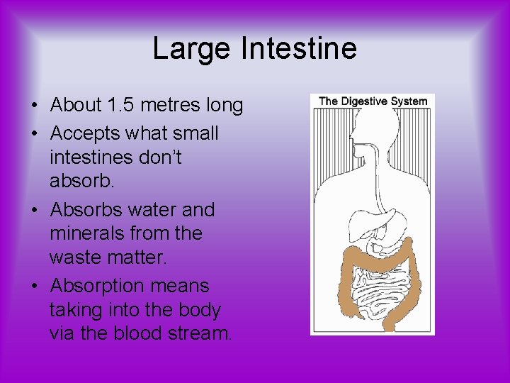 Large Intestine • About 1. 5 metres long • Accepts what small intestines don’t