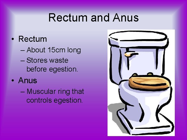 Rectum and Anus • Rectum – About 15 cm long – Stores waste before
