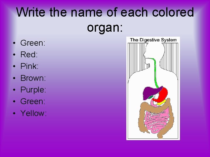 Write the name of each colored organ: • • Green: Red: Pink: Brown: Purple: